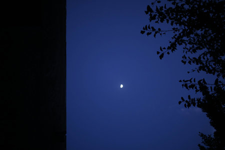Night sky with the moon and the silhouette of a tree in the foregroundの写真素材