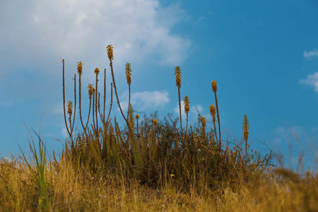 Beautiful flowers in the field against the blue sky.の写真素材