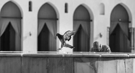 Pigeons flying in the city. Black and white photo.の写真素材