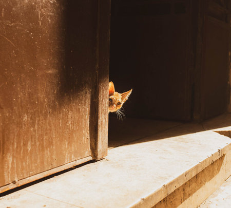 Cute red cat peeking out of the door of a house.の写真素材
