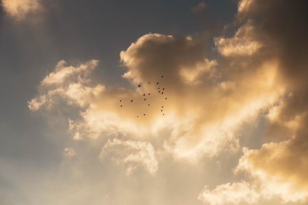 flock of birds in the sky at sunsetの写真素材