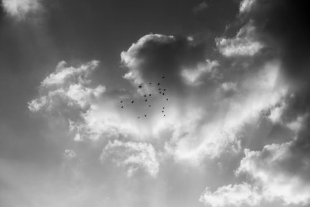Black and white cloudy sky with flock of birds flying in the skyの写真素材
