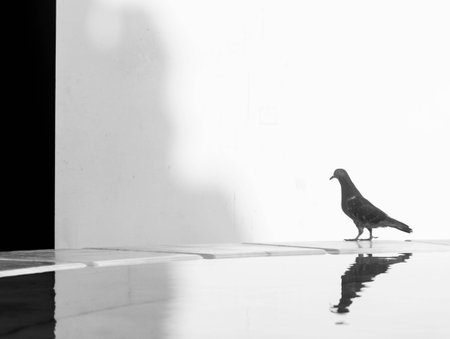 Pigeon on the white wall with reflection.の写真素材