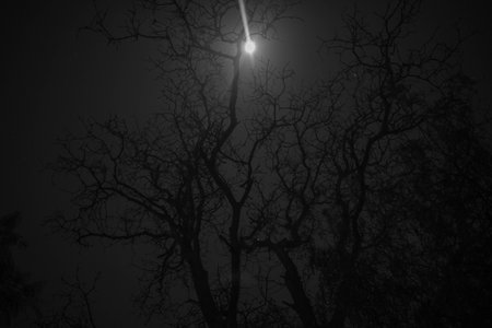Black and white image of a full moon over a tree at nightの写真素材
