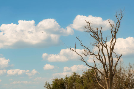 Dry tree with blue sky and white clouds in the background.の写真素材