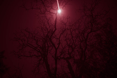 Old tree branches on a dark red background with a full moon.の写真素材