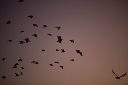 Flock of pigeons flying over the sky at sunset in winterの写真素材