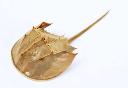 A baby horseshoe crab の写真素材