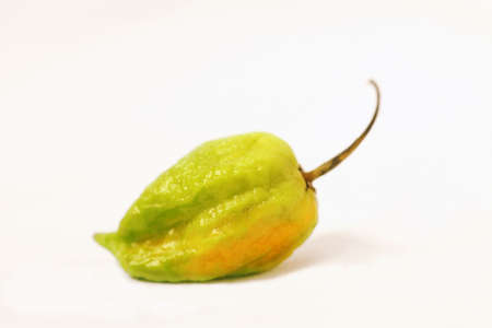 Bhut Jolokia, the worlds hottest peppersの写真素材