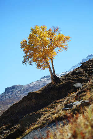 A solitary birch tree in the Himalayasの写真素材