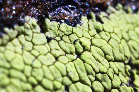 An extreme closeup of Lichen on a rockの写真素材