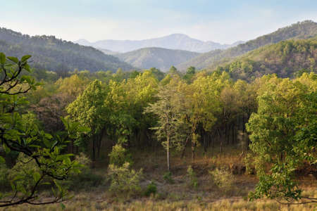 A mixed forest with hills in the backgroundの写真素材