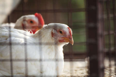 chickens for slaughter in a cageの写真素材