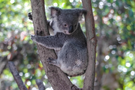 Koala bear  Phascolarctos cinereus  in a tree, Autralien の写真素材