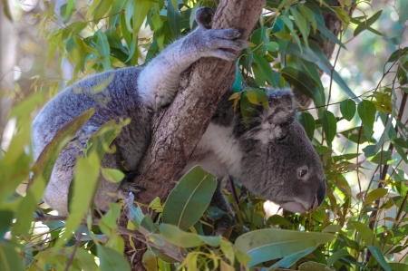 Koala bear  Phascolarctos cinereus  in a tree, Autralien の写真素材