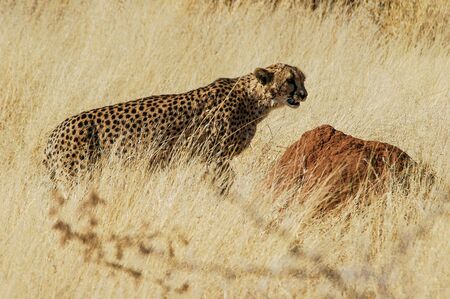 Cheetah  Acinonyx jubatus  in the savanna, Namibiaの写真素材