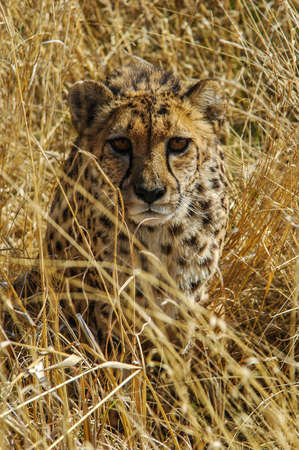 Cheetah  Acinonyx jubatus  in the savanna, Namibiaの写真素材