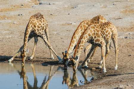 drinking giraffe  Giraffa camelopardalis  in the Etosha National Park, Namibiaの写真素材