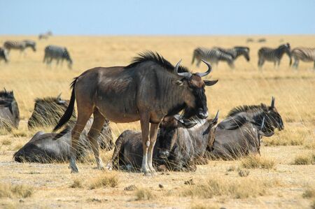 Herd of wildebeest  Connochaetes  in the Etosha National Park, Namibia の写真素材