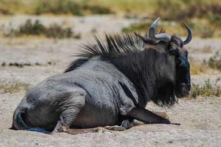 Lying wildebeest  Connochaetes  in the Etosha National Park, Namibia