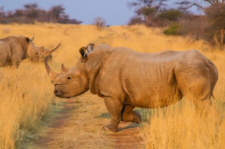 Rhino  Rhinocerotidae  at Sunset, Namibiaの写真素材