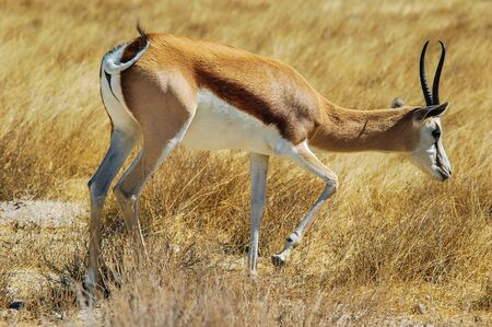 Springbok  Antidorcas marsupialis  in the savanna, Namibiaの写真素材