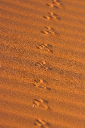 Animal tracks in the sand in the Namib desert, Namibiaの写真素材
