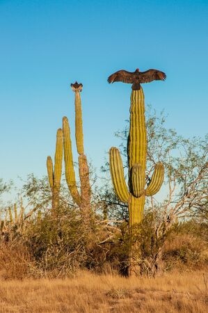 Turkey vultures sitting on cactus and dry their wings in the sun, Baja California, Mexicoの写真素材