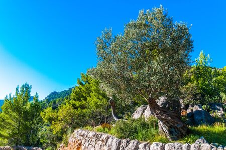 Old olive tree on Mallorcaの写真素材