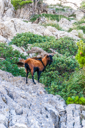 Mountain goats at Cap Formentor in the north east of Majorcaの写真素材