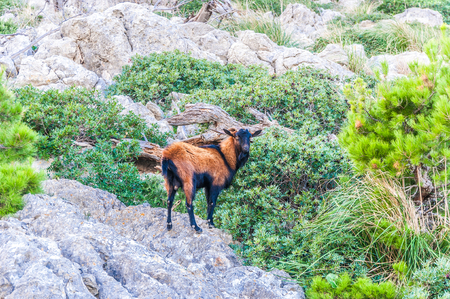 Mountain goats at Cap Formentor in the north east of Majorcaの写真素材