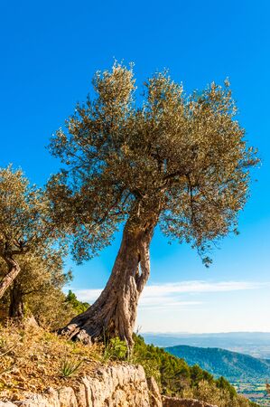 Old olive tree on Mallorcaの写真素材