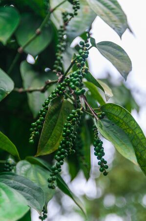 Green pepperの写真素材