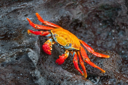 Sally lightfoot crab at rest on a black basalt rock.の写真素材