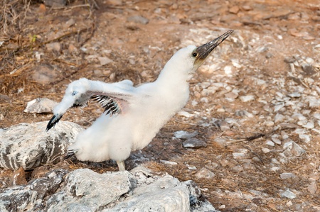 Young Nasca Booby exercising its wings.の写真素材