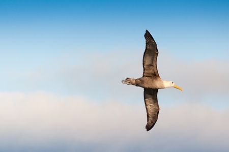 Waved albatross flying showing its large wingspan.の写真素材