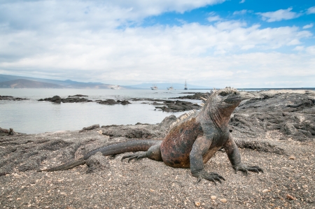 Galapagos marine iguana with ocean bay in the backgroundの写真素材