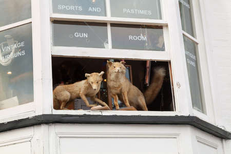Two stuffed foxes peering from an upstairs window of a gun shop