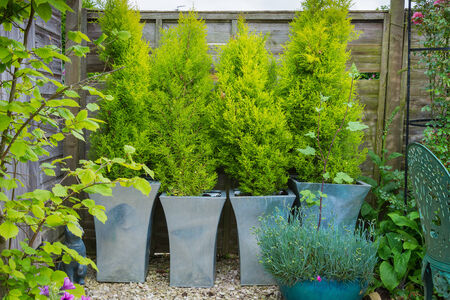 Garden with evergreen trees in containers の写真素材