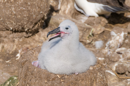 Black-browed albatross chick at nestの写真素材