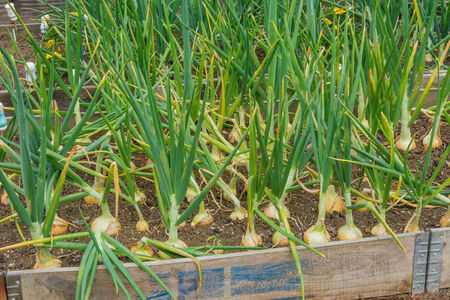 Onions growing on a garden allotmentの写真素材