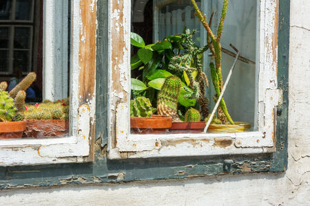 Cactii on display on a window sill with peelng wooden frame