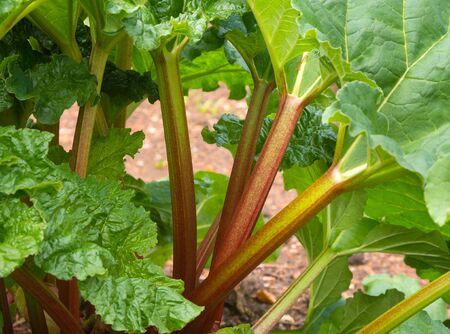 Rhubarb plant growing in a vegetable kitchen gardenの写真素材