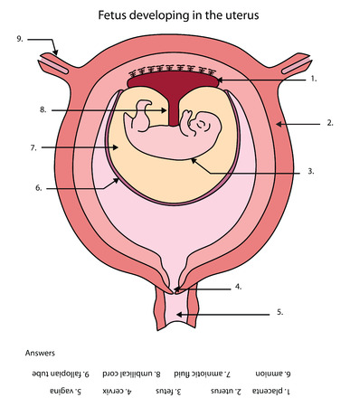 Labeled diagram of developing fetus in the uterus.のイラスト素材