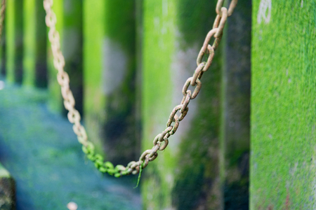 Chain links covered in green water weed with selective focusの写真素材