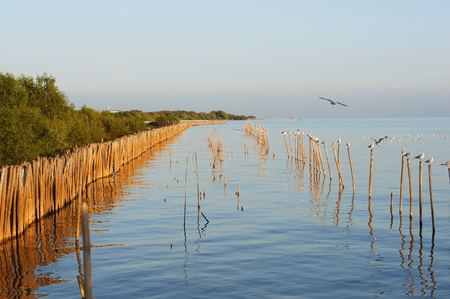 seagull hold bamboo pillars in the seaの写真素材