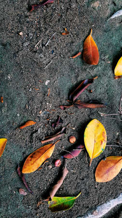 autumn leaves
