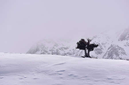 Lonely tree in snowy mountainsの写真素材