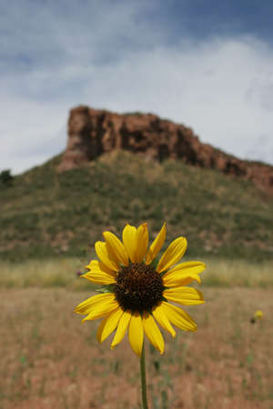 Colorado Wildflowerの写真素材