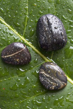 Wet river rocks on a leafの写真素材